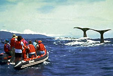 Whalewatching vor Sao Miguel